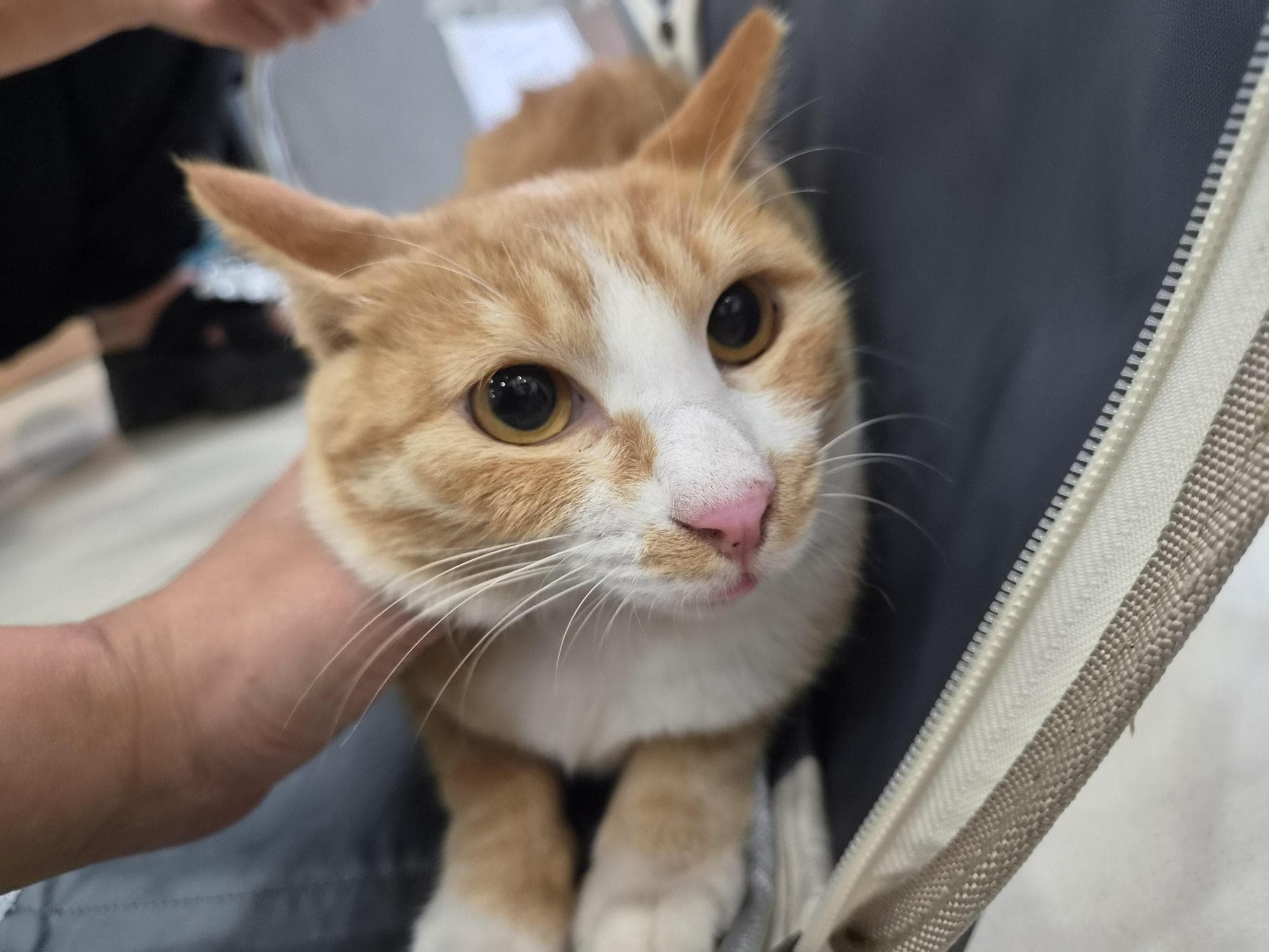 한국 고양이, 기타(치즈)