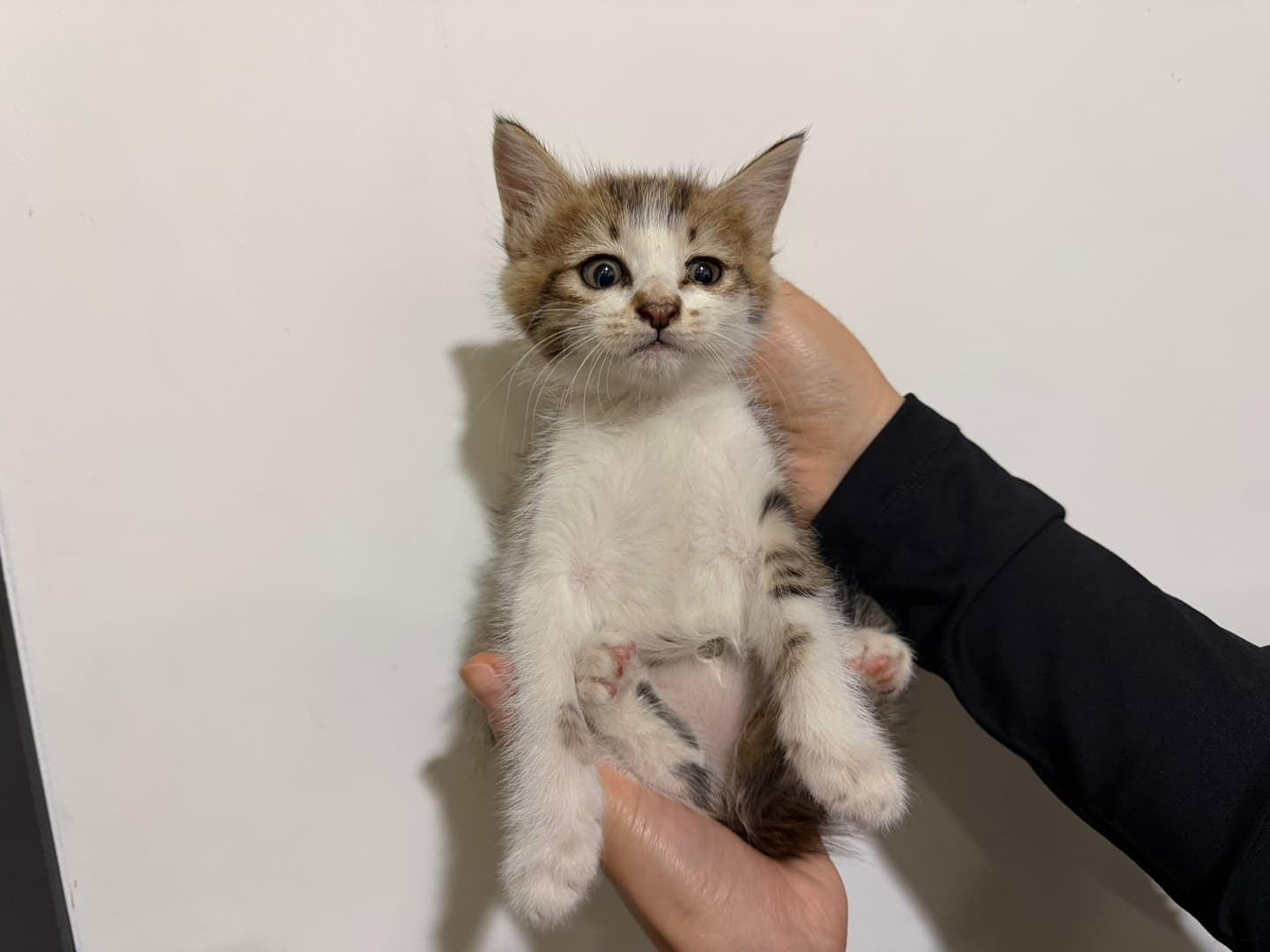 한국 고양이, 검은색흰색황토색조합