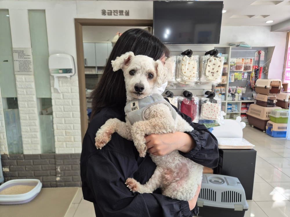 푸들, 흰색